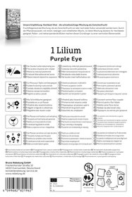 Asiatische Lilie Purple Eye