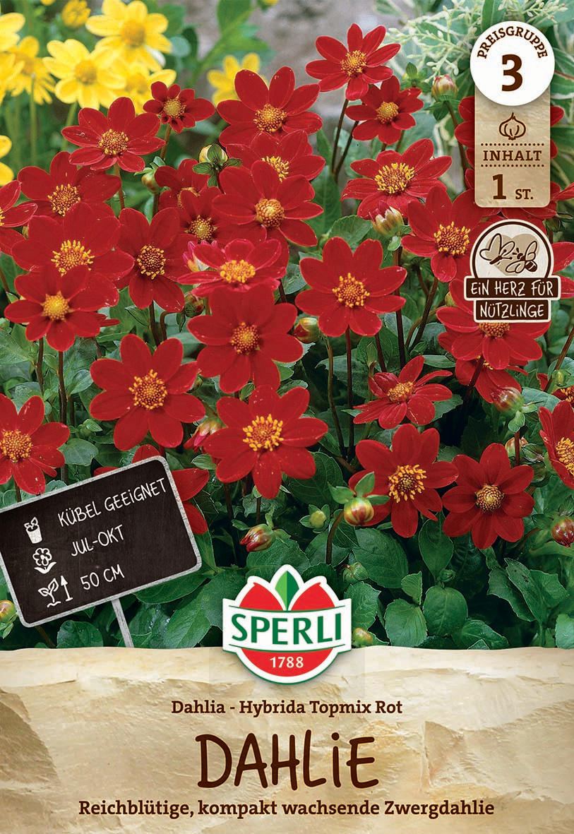 Bunte rot und gelb blühende Dahlien vor grünem Blattwerk, Verpackung mit Marken- und Produktinformationen.