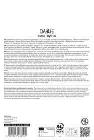 Dahlie Fringed Star