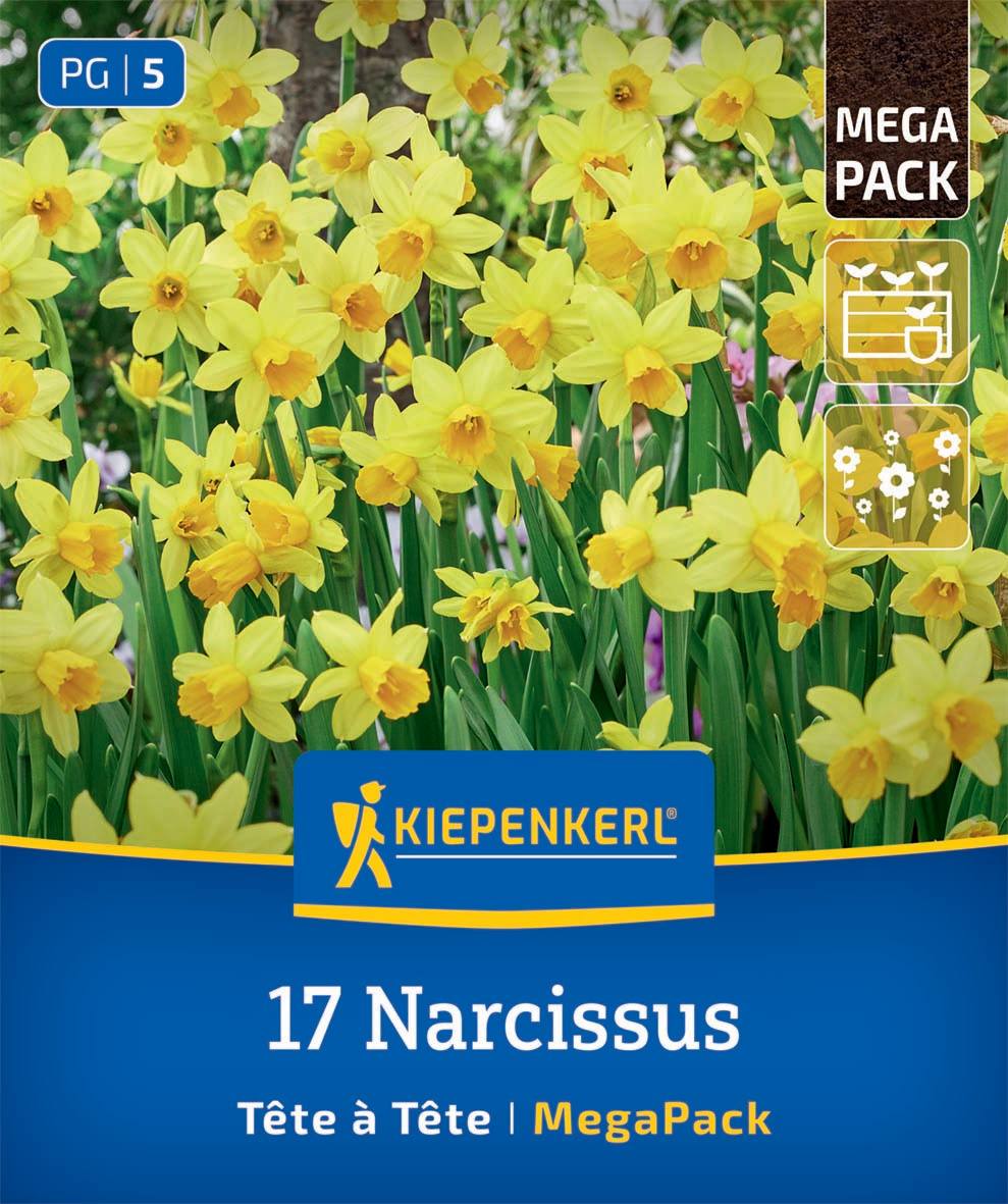 Mega-Pack Alpenveilchen-Narzisse Tête à Tête
