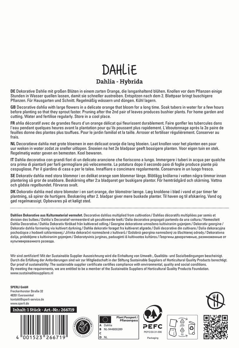 Text in multiple languages describing a decorative orange blooming dahlia plant and care instructions.