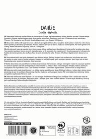 Text in multiple languages describing a decorative orange blooming dahlia plant and care instructions.