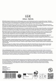 Beschreibungstext: Verschiedene Sprachen mit Informationen zur Lilie, Pflegehinweisen und Herstellerangaben.