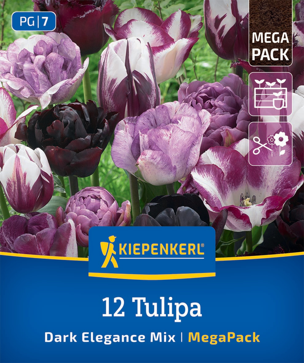 Mega-Pack Blumenzwiebelmischung Dark Elegance Mix