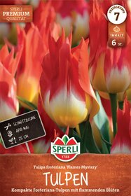 Fosteriana-Tulpe Flames Mystery
