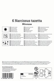 Tazetten-Narzisse Minnow