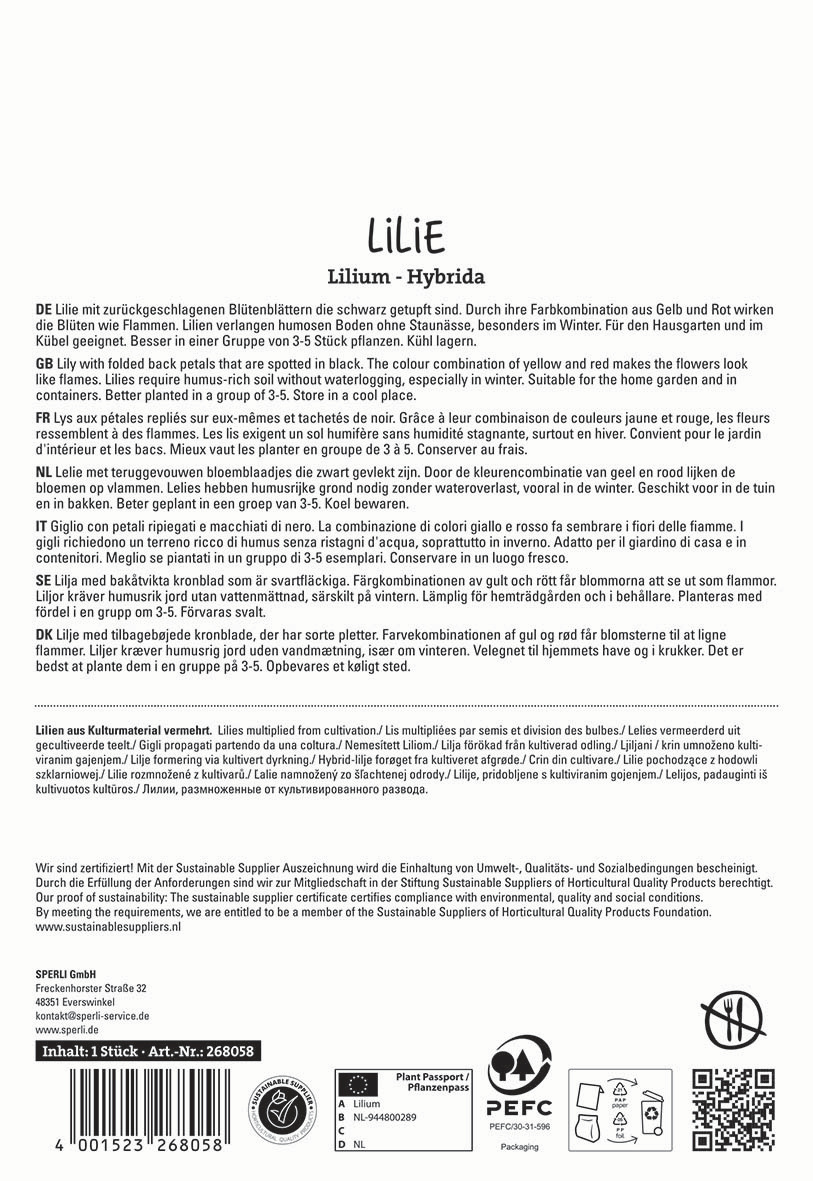 Lilie mit gebogenen Blütenblättern in Gelb und Rot, die wie Flammen aussehen, im dunklen Topf.