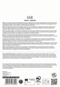 Lilie mit gebogenen Blütenblättern in Gelb und Rot, die wie Flammen aussehen, im dunklen Topf.