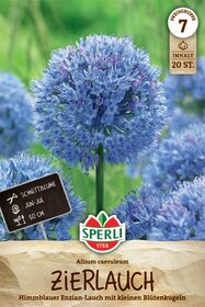Zierlauch caeruleum