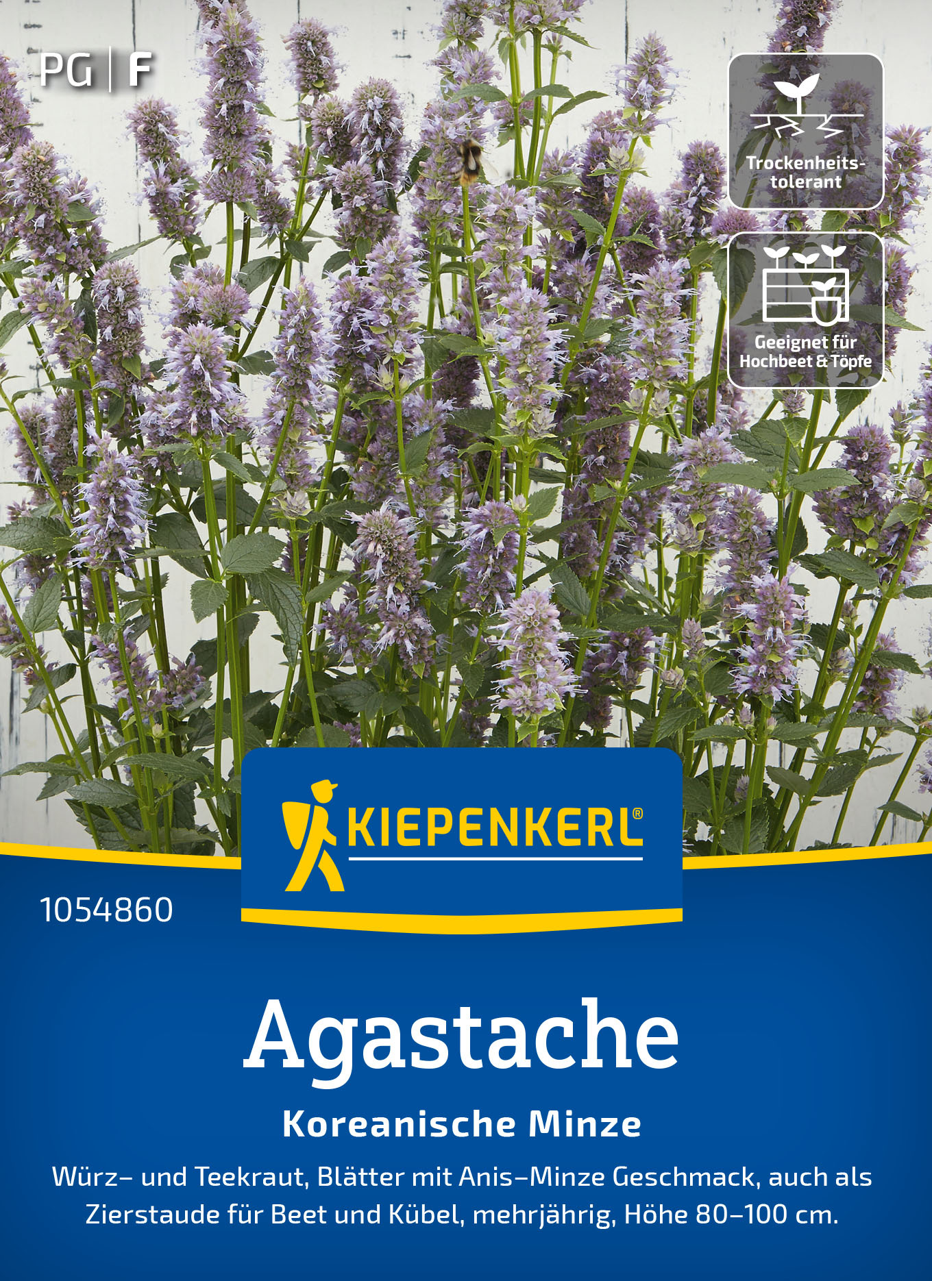 Agastachesamen Koreanische Minze
