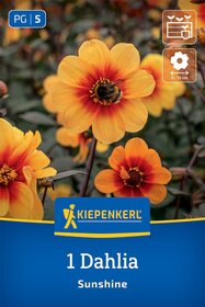Beet- & Kübel-Dahlie Sunshine