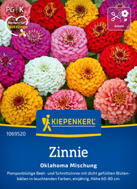 Bunte Zinnie in verschiedenen Farben auf einem Beet, sehr detailliert, mit grünen Blättern im Hintergrund.