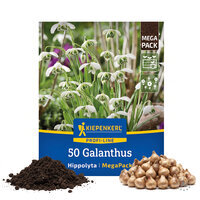 Mega-Pack Gefüllte Schneeglöckchen Hippolyta