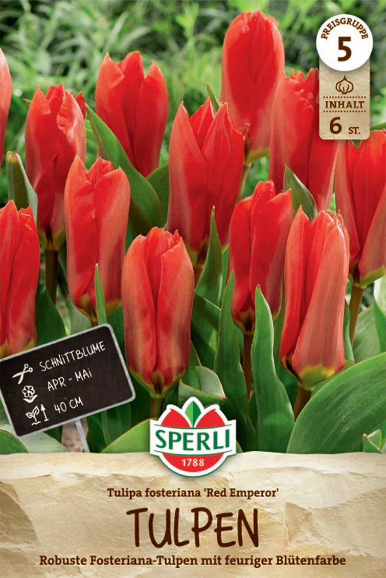 Fosteriana-Tulpe Red Emperor