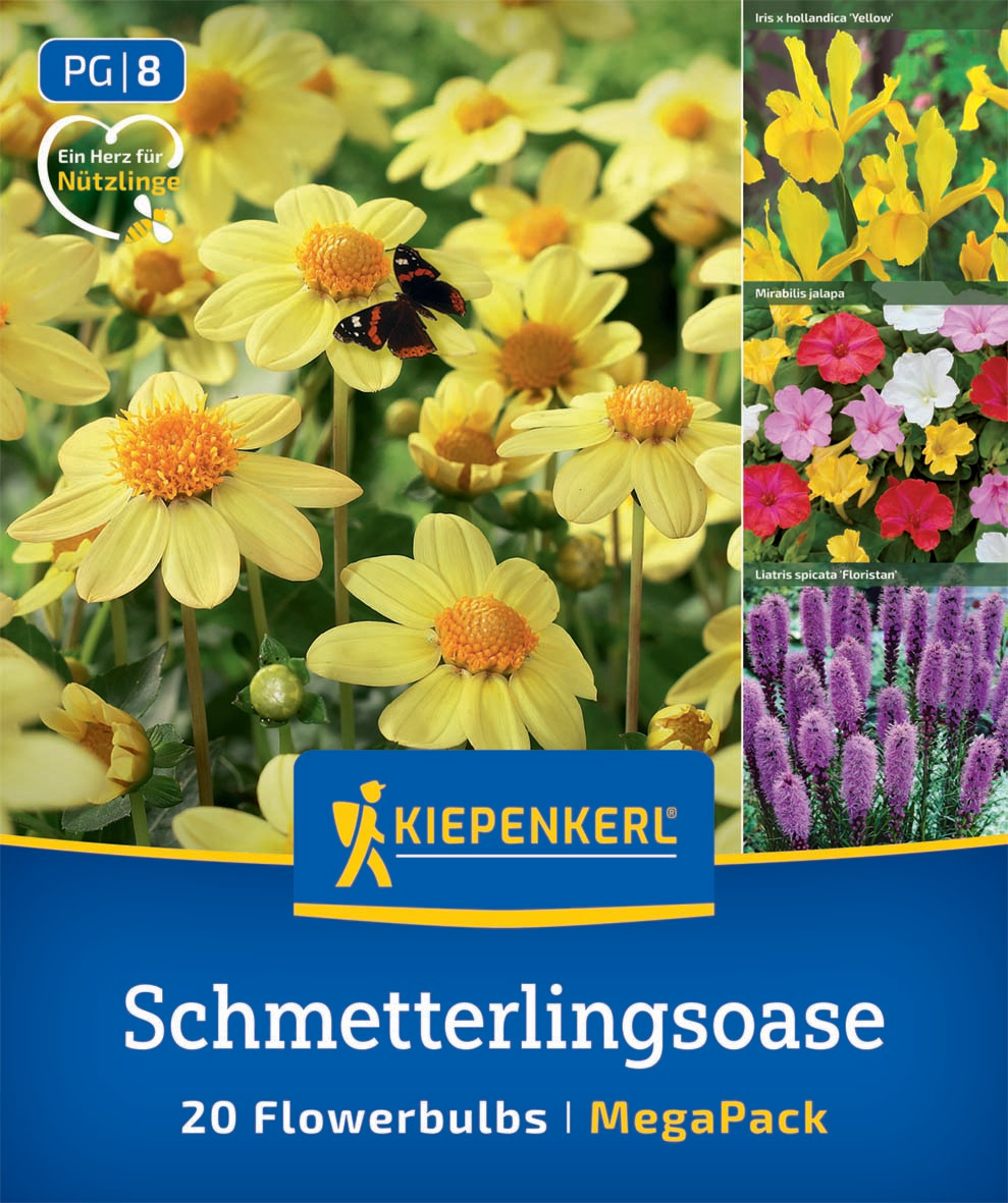 Gelbe Chrysanthemenblüten mit schwarzer buntschnäbeliger Schmetterling. Drei Bildausschnitte von verschiedenen Pflanzen.