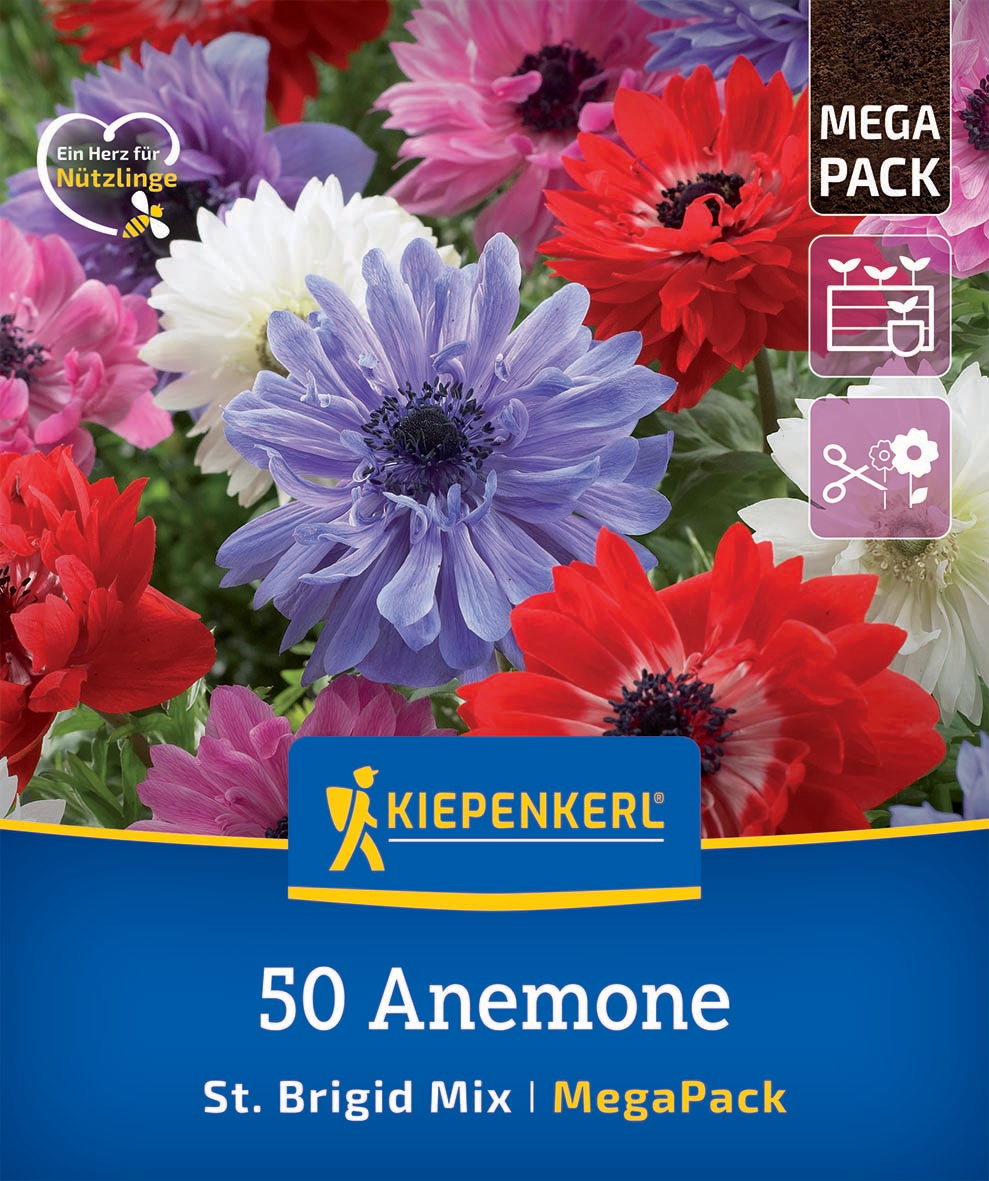 Bunte Anemonen in Rot, Weiß, Blau und Pink in Blüte, auf Verpackung für Blumensamen.