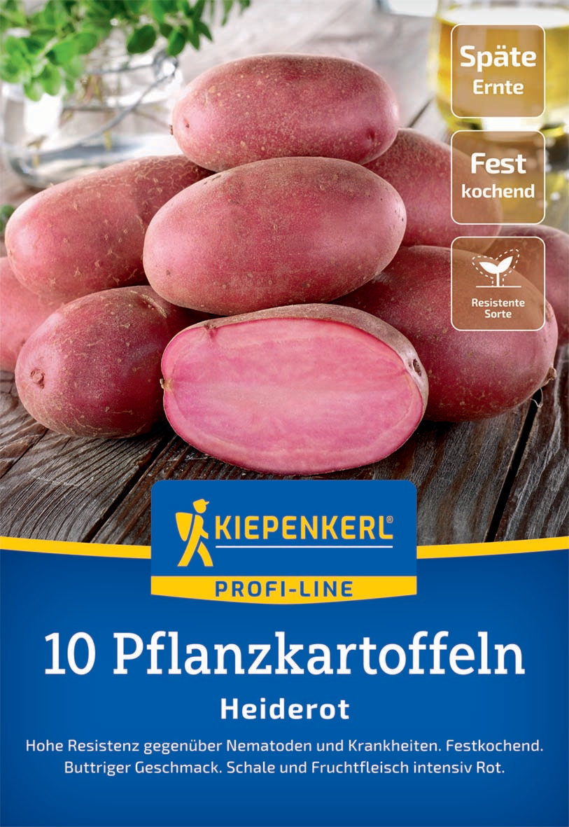 Pflanzkartoffeln Ratte