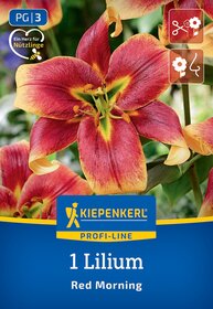 Rote und gelbe Lilienblüte mit grünen Stempeln, auf grüner Pflanzen im Hintergrund.