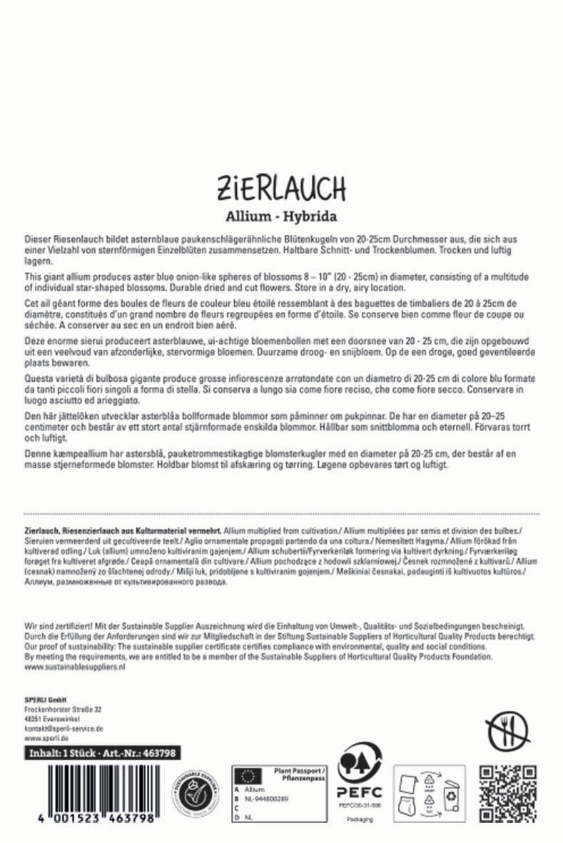 Zierlauch Globemaster
