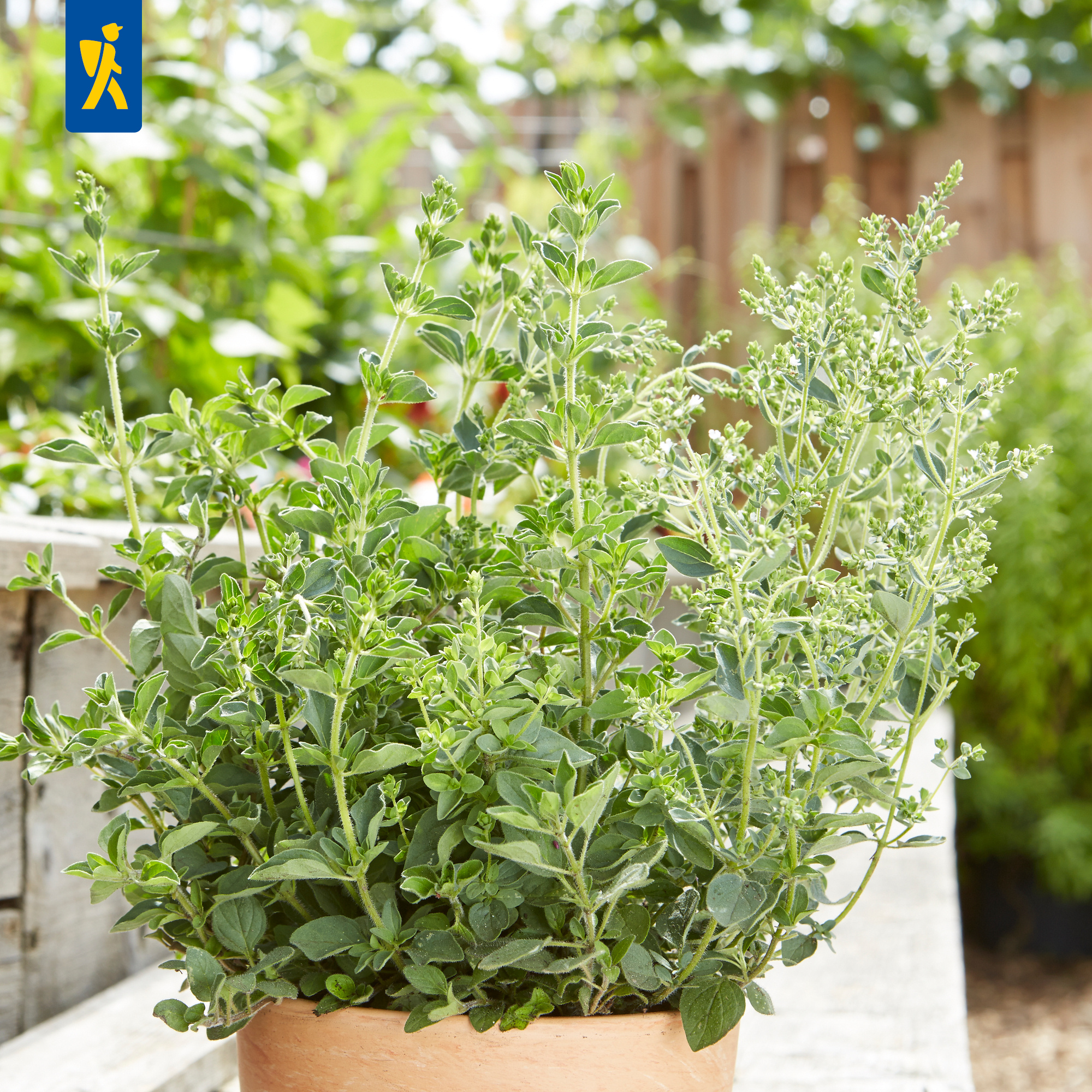 Oregano Kreta