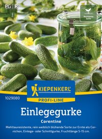 Gläser mit eingelegte Gurken, umgeben von ganzen Gurken und gelben Blüten, auf einem hellen Untergrund.