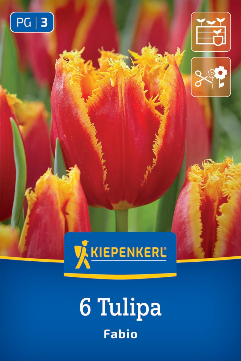 Gefranste Tulpe Fabio