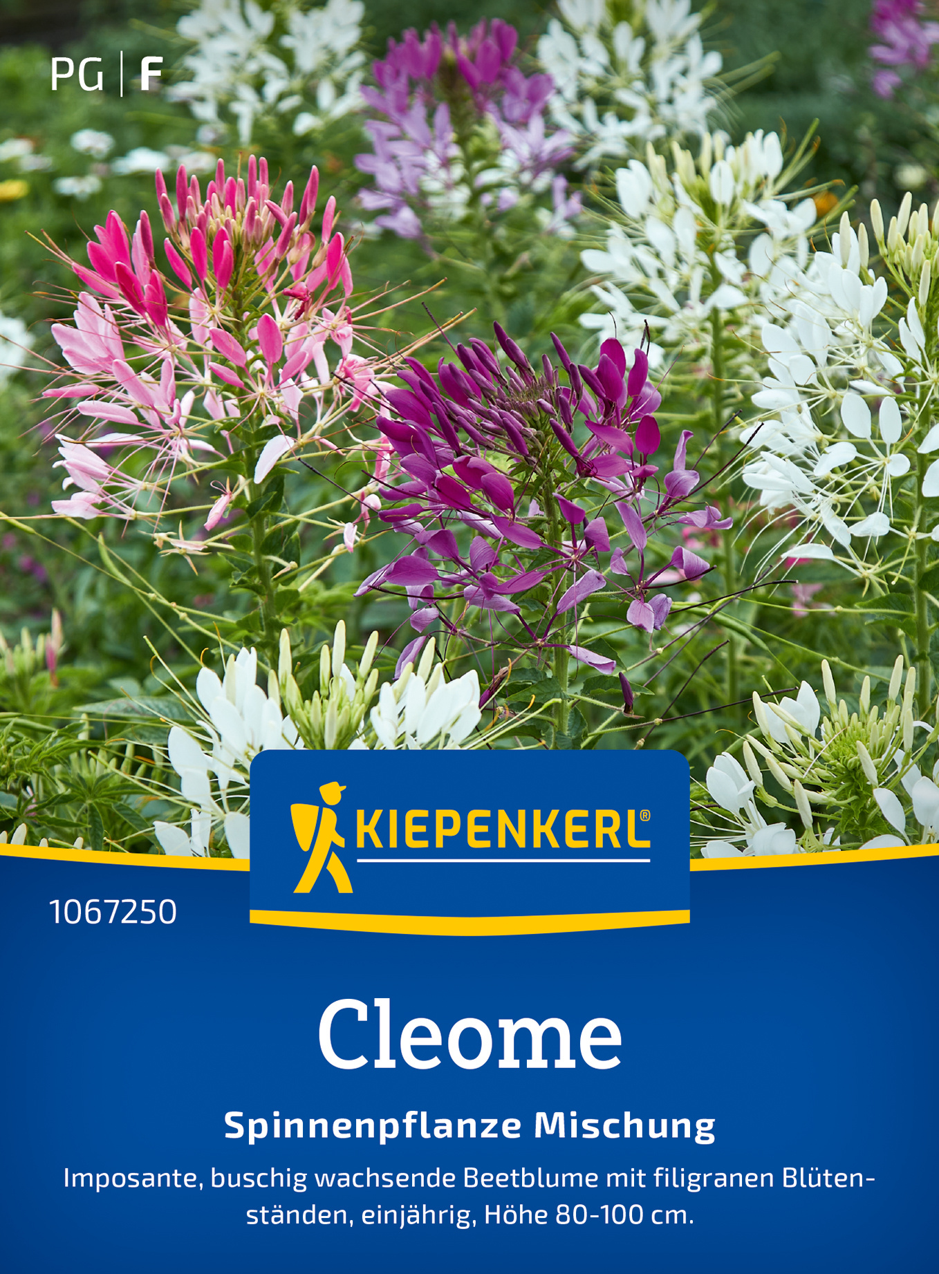 Cleomesamen Spinnenpflanze Mischung