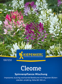 Cleomesamen Spinnenpflanze Mischung
