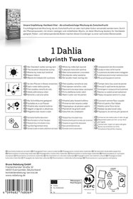 Dekorative Dahlie Labyrinth Twotone
