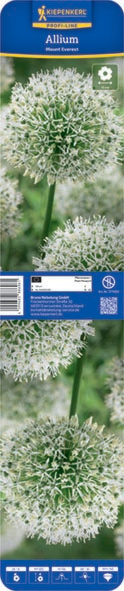 XXL-Blumenzwiebel - Zierlauch Mount Everest