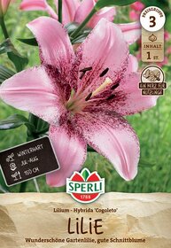 Pinkfarbige asiatische Lilie mit dunkelroten Flecken auf den Blütenblättern.