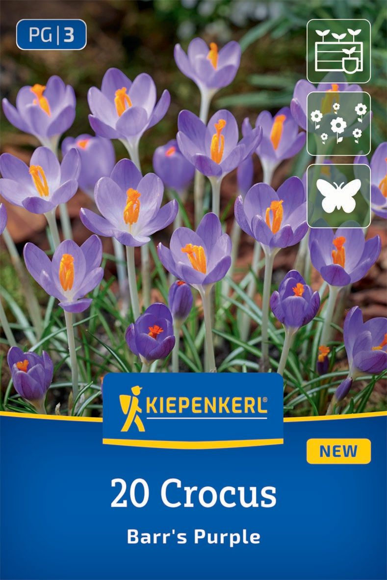 Botanischer Krokus Barr's Purple