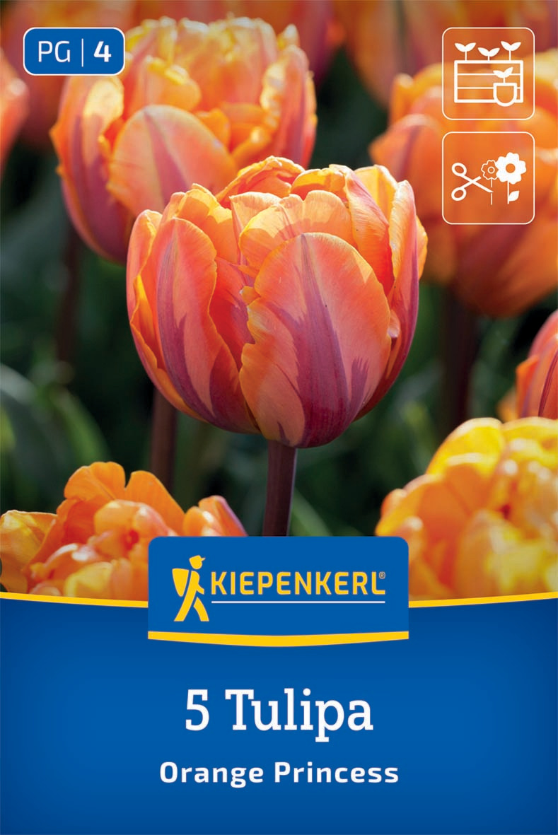 Gefüllte Späte Tulpe Orange Princess