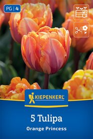 Gefüllte Späte Tulpe Orange Princess