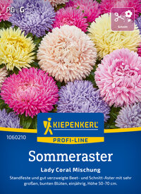 Bunte Chrysanthemen in Pink, Lila, Gelb, Weiß auf einem Blumenbeet.