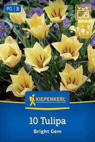 Wildtulpe Bright Gem
