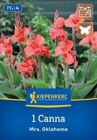 Blumenzwiebeln fr Canna Rhizom kaufen