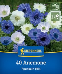 Kronen-Anemonen Fountain Mix