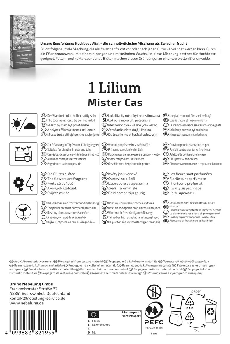 Baum-Lilie Mister Cas