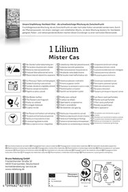 Baum-Lilie Mister Cas