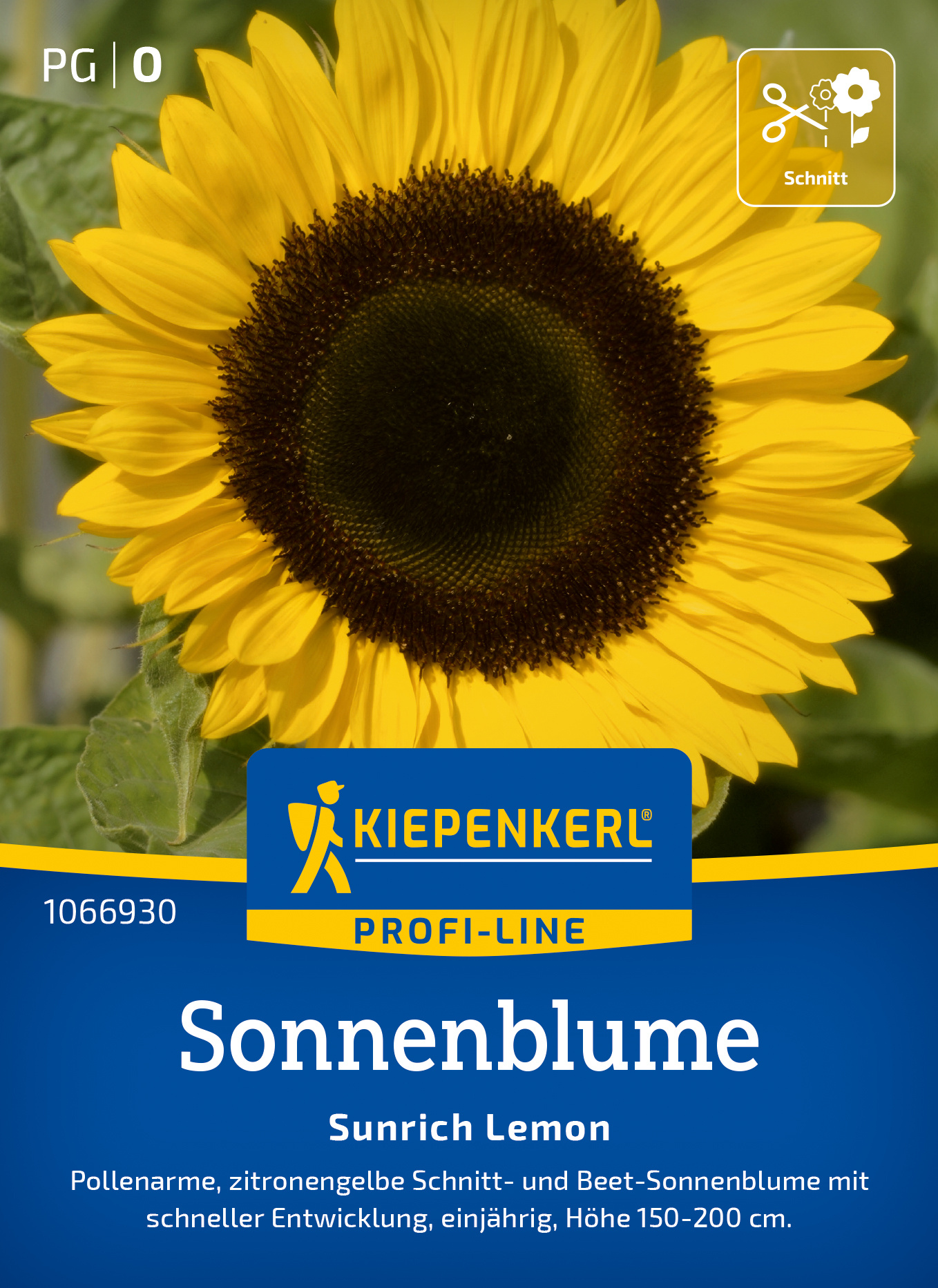 Gelbe Sonnenblume mit dunklem Zentrum, grüne Blätter im Hintergrund.