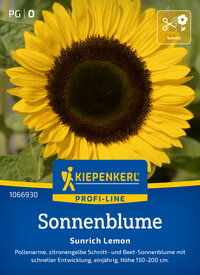 Gelbe Sonnenblume mit dunklem Zentrum, grüne Blätter im Hintergrund.
