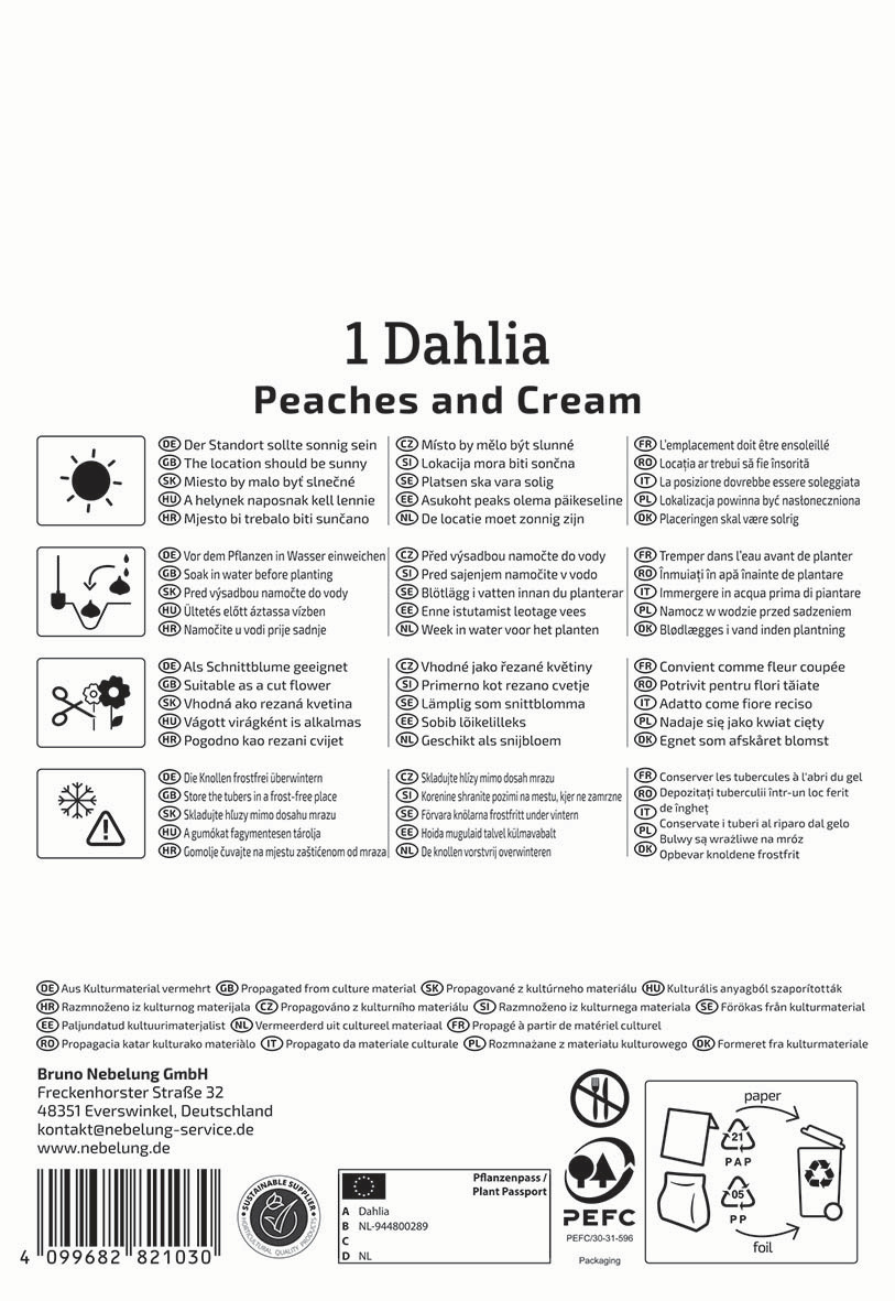 Pflegehinweise und Pflanzanleitung für die Dahlie, mit Symbolen für Wasser, Schneiden, Dünger und Temperatur, Text in mehreren Sprachen.