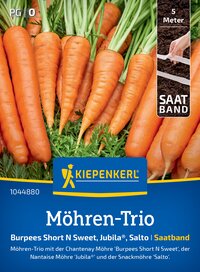 Bündelung von frischen, orangefarbenen Karotten mit grünen Blättern, im Garten.