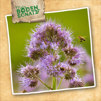 Lila Blume mit Bienen vor grünem Hintergrund, auf einem beigefarbenen Untergrund.