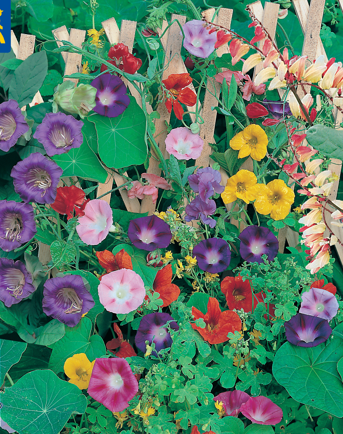 Blumensamen-Mischung Kletternde Gärten, Saatband