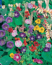 Blumensamen-Mischung Kletternde Gärten, Saatband
