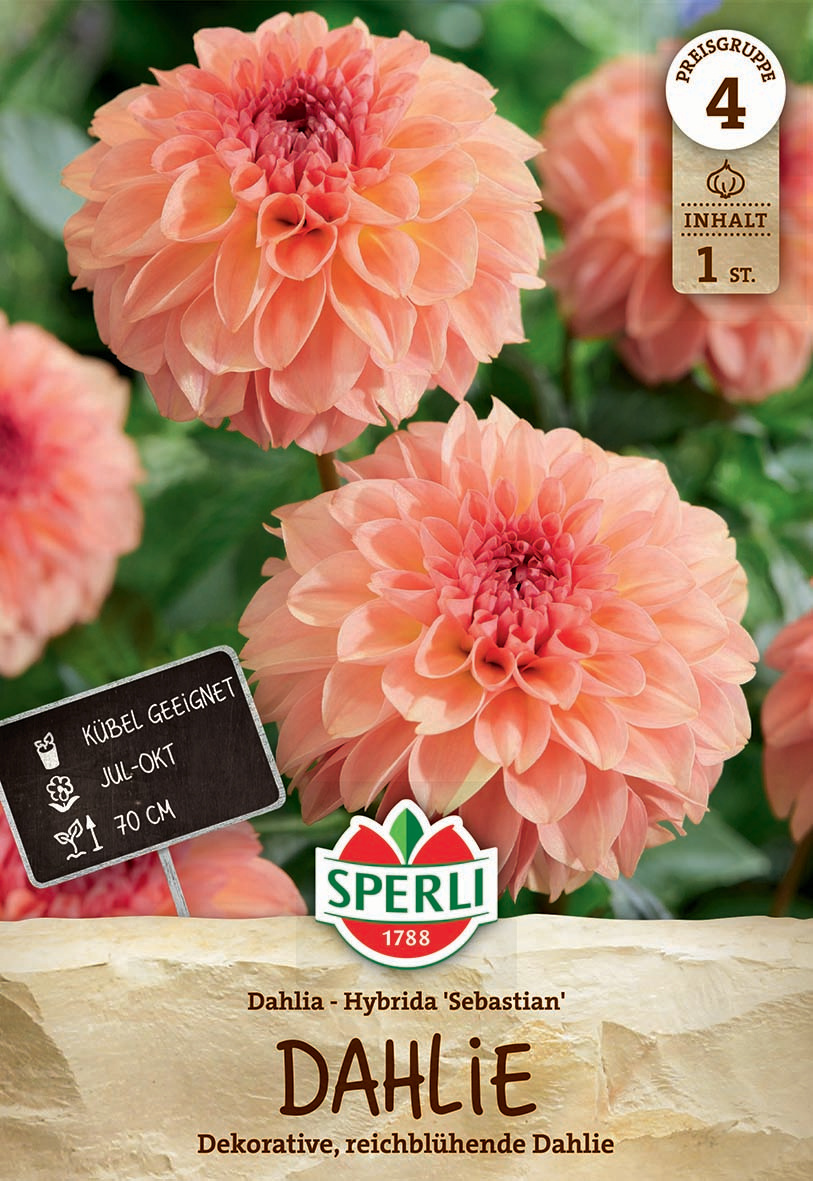 Zwei large, peach-colored dahlias mit vielen samtigen Blütenblättern, grünem Hintergrund.
