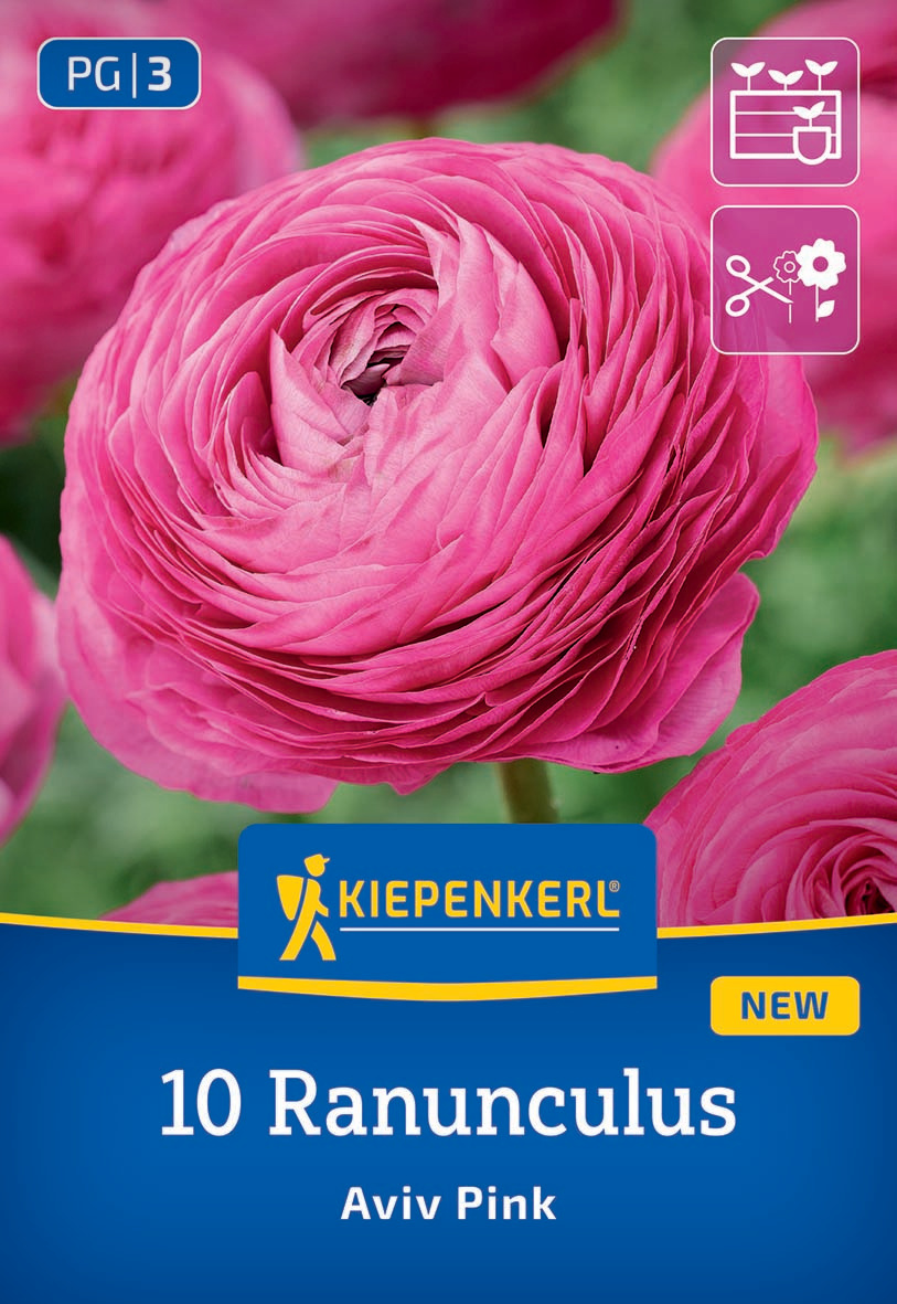 Nahaufnahme einer pinken Ranunkelblüte mit vielen gleichmäßig gefalten Blütenblättern.