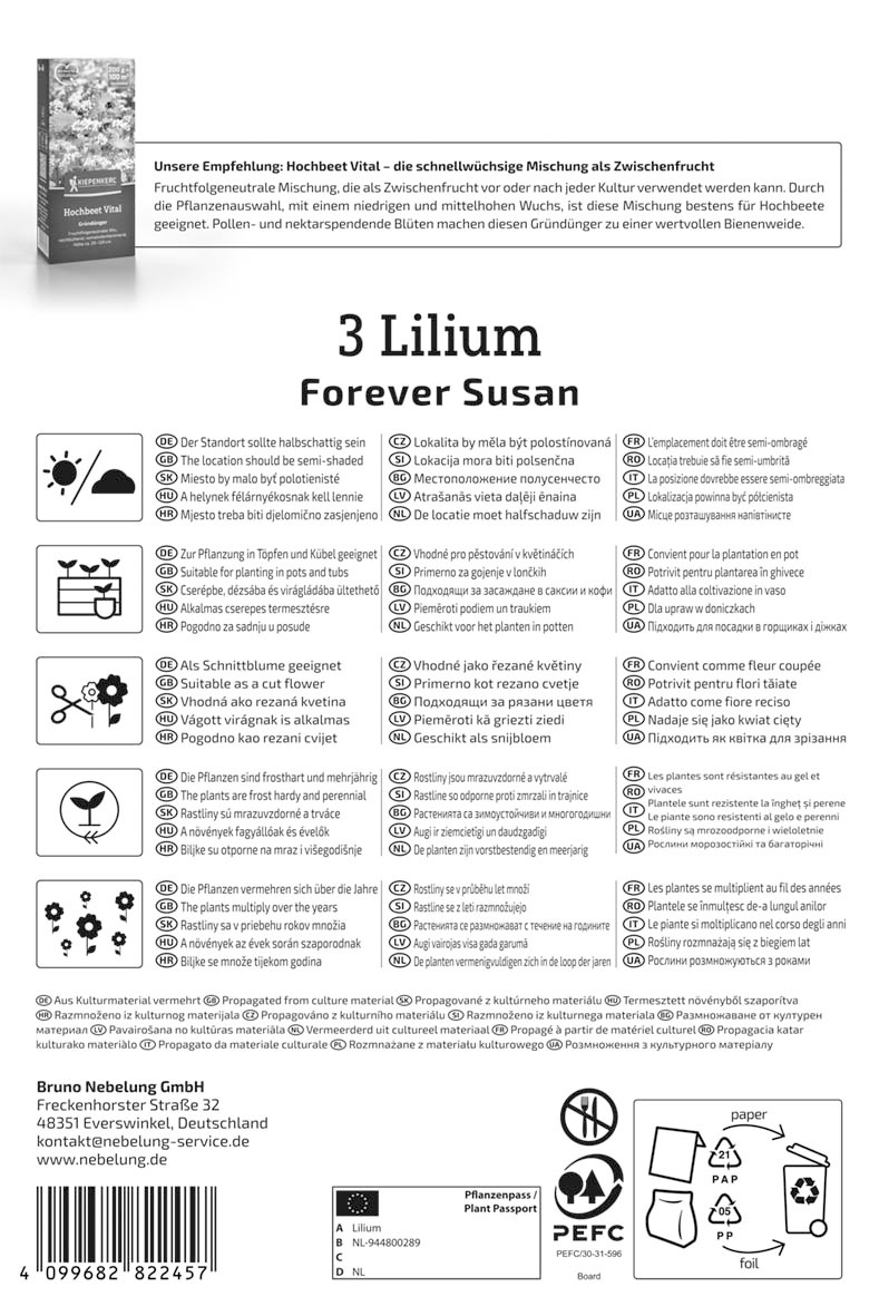 Asiatische Lilie Forever Susan